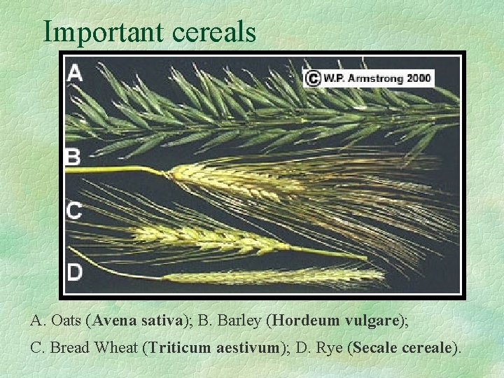 Important cereals A. Oats (Avena sativa); B. Barley (Hordeum vulgare); C. Bread Wheat (Triticum