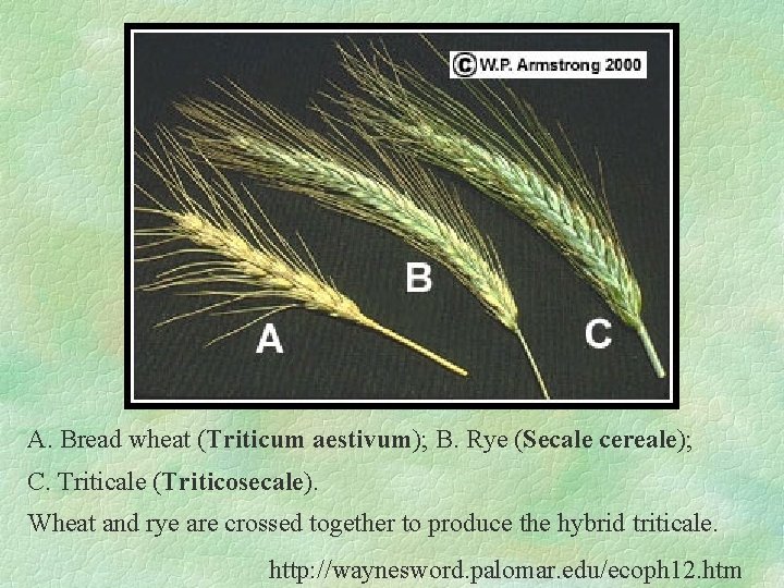 A. Bread wheat (Triticum aestivum); B. Rye (Secale cereale); C. Triticale (Triticosecale). Wheat and