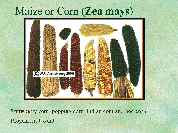 Maize or Corn (Zea mays) Strawberry corn, popping corn, Indian corn and pod corn.