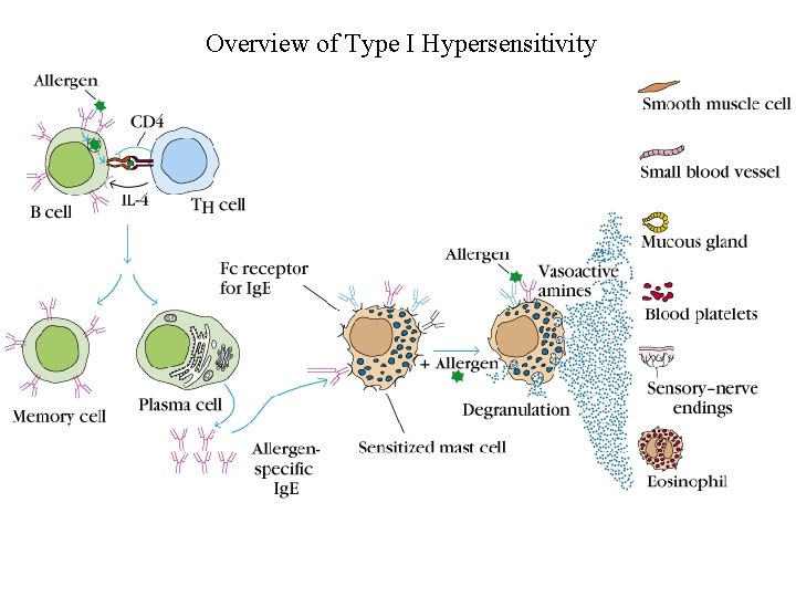 Overview of Type I Hypersensitivity 