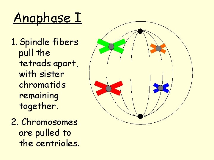 Anaphase I 1. Spindle fibers pull the tetrads apart, with sister chromatids remaining together.