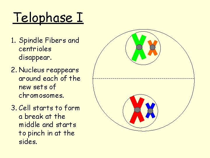 Telophase I 1. Spindle Fibers and centrioles disappear. 2. Nucleus reappears around each of