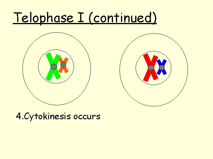Telophase I (continued) 4. Cytokinesis occurs 