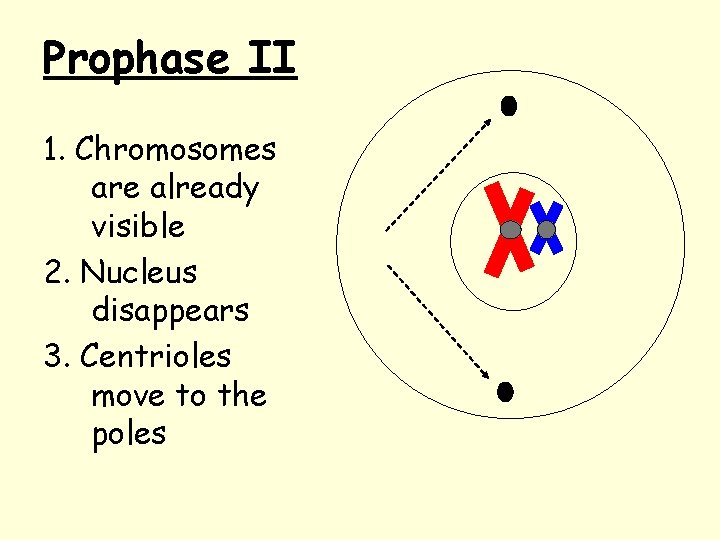 Prophase II 1. Chromosomes are already visible 2. Nucleus disappears 3. Centrioles move to