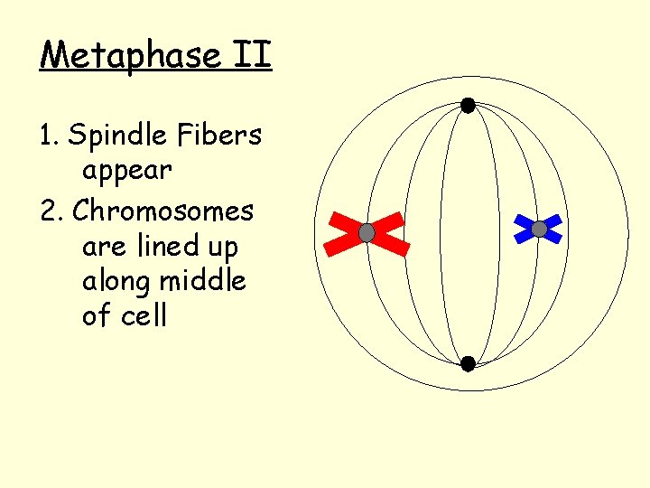Metaphase II 1. Spindle Fibers appear 2. Chromosomes are lined up along middle of