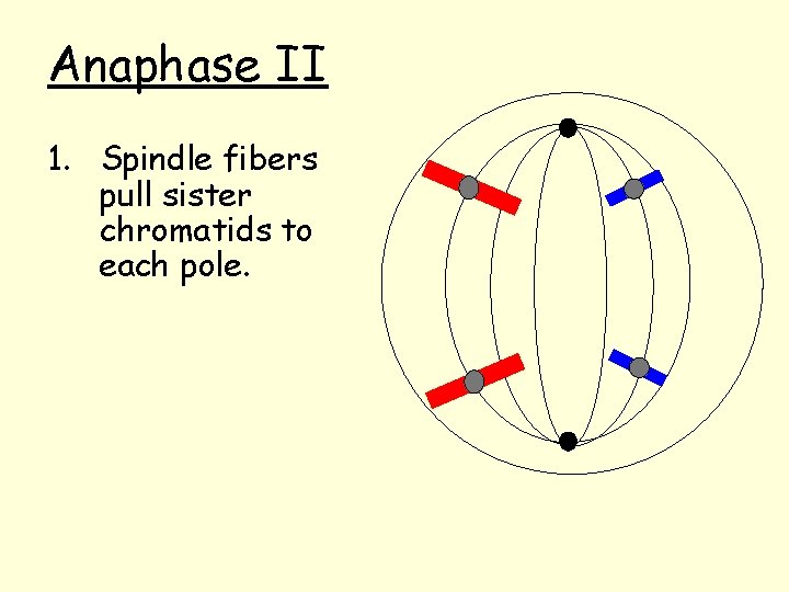 Anaphase II 1. Spindle fibers pull sister chromatids to each pole. 