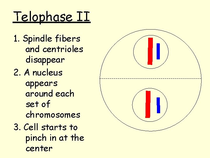 Telophase II 1. Spindle fibers and centrioles disappear 2. A nucleus appears around each