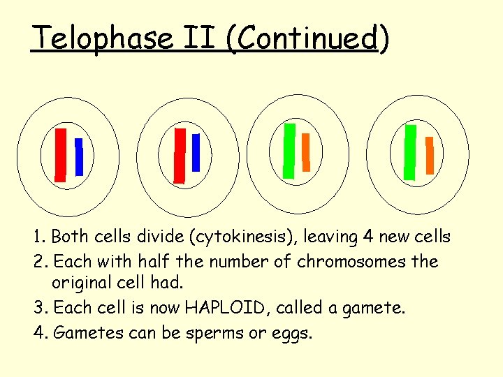 Telophase II (Continued) 1. Both cells divide (cytokinesis), leaving 4 new cells 2. Each