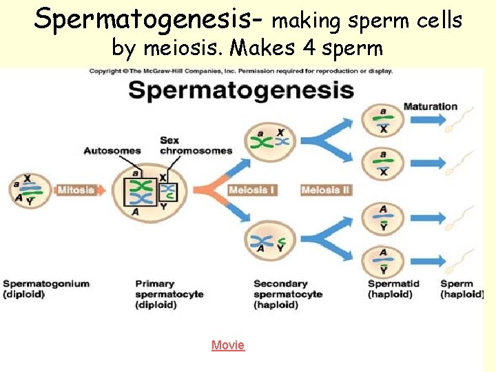 Spermatogenesis- making sperm cells by meiosis. Makes 4 sperm Movie 