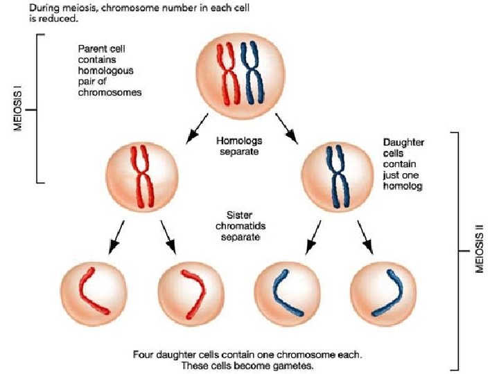 Meiosis Meiosis Overview Meiosis cell division in which