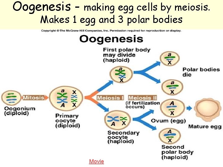 Oogenesis - making egg cells by meiosis. Makes 1 egg and 3 polar bodies