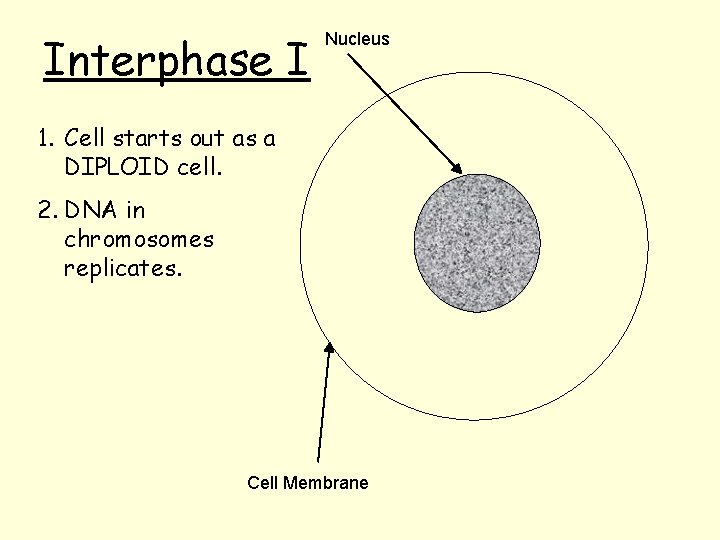 Interphase I Nucleus 1. Cell starts out as a DIPLOID cell. 2. DNA in