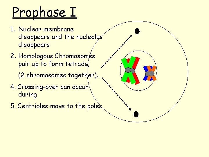 Prophase I 1. Nuclear membrane disappears and the nucleolus disappears 2. Homologous Chromosomes pair