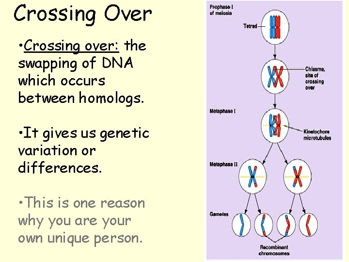 Crossing Over • Crossing over: the swapping of DNA which occurs between homologs. •