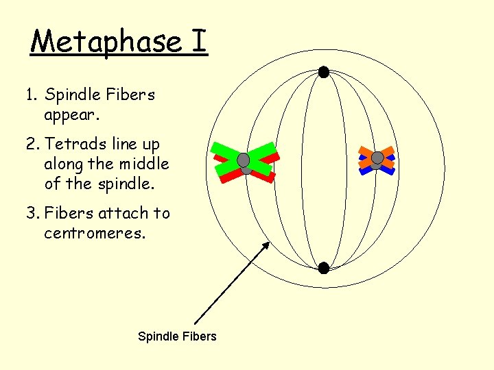 Metaphase I 1. Spindle Fibers appear. 2. Tetrads line up along the middle of