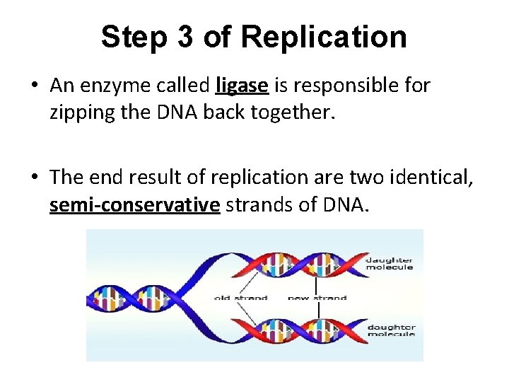 Step 3 of Replication • An enzyme called ligase is responsible for zipping the Step 3 of Replication • An enzyme called ligase is responsible for zipping the