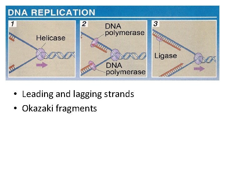 • Leading and lagging strands • Okazaki fragments • Leading and lagging strands • Okazaki fragments