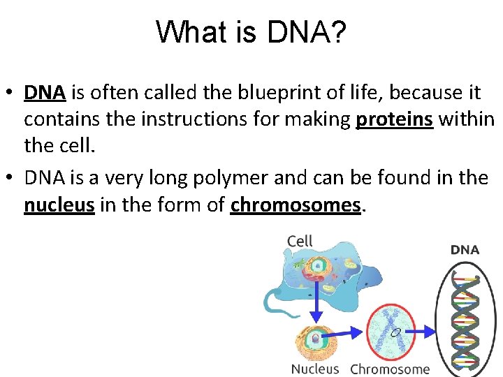 What is DNA? • DNA is often called the blueprint of life, because it What is DNA? • DNA is often called the blueprint of life, because it