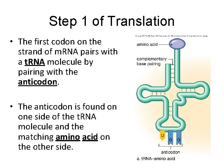 Step 1 of Translation • The first codon on the strand of m. RNA Step 1 of Translation • The first codon on the strand of m. RNA