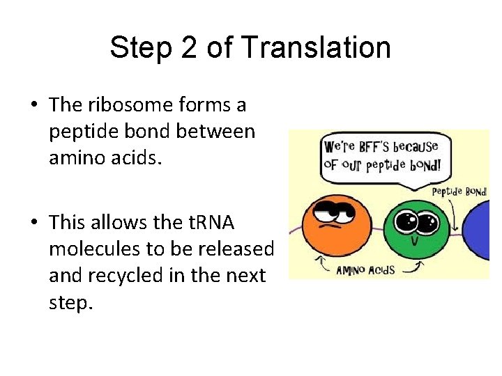 Step 2 of Translation • The ribosome forms a peptide bond between amino acids. Step 2 of Translation • The ribosome forms a peptide bond between amino acids.