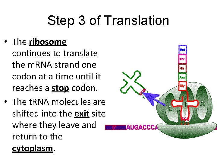 Step 3 of Translation • The ribosome continues to translate the m. RNA strand Step 3 of Translation • The ribosome continues to translate the m. RNA strand