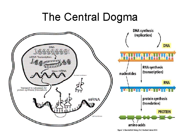The Central Dogma The Central Dogma