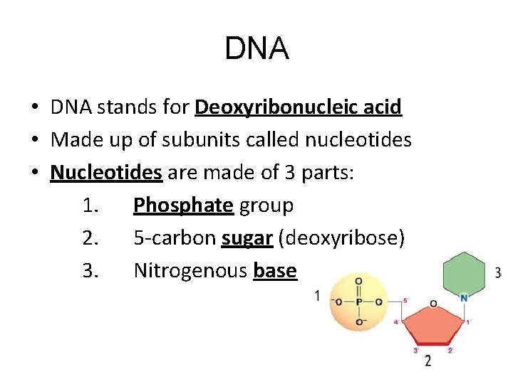 DNA • DNA stands for Deoxyribonucleic acid • Made up of subunits called nucleotides DNA • DNA stands for Deoxyribonucleic acid • Made up of subunits called nucleotides
