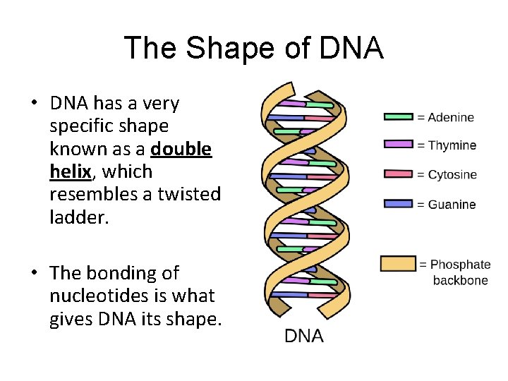 The Shape of DNA • DNA has a very specific shape known as a The Shape of DNA • DNA has a very specific shape known as a