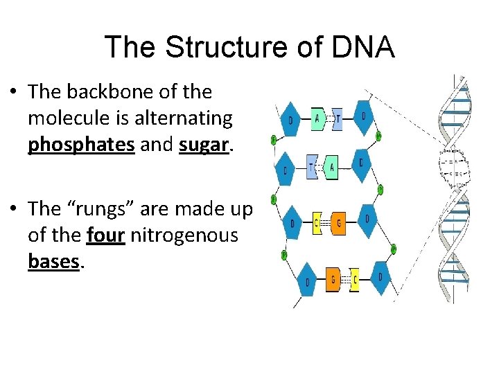 The Structure of DNA • The backbone of the molecule is alternating phosphates and The Structure of DNA • The backbone of the molecule is alternating phosphates and