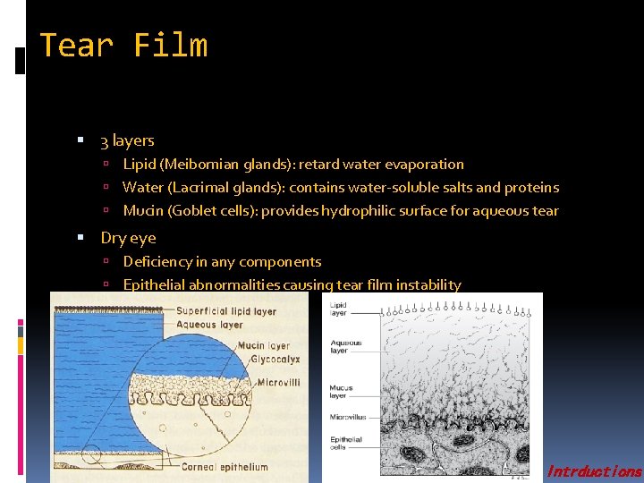 Tear Film 3 layers Lipid (Meibomian glands): retard water evaporation Water (Lacrimal glands): contains