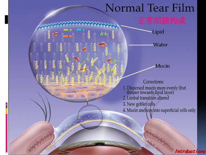正常泪膜构成 Lipid Water Mucin Intrductions 
