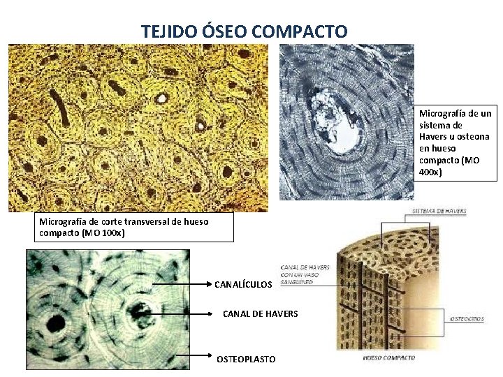 TEJIDO ÓSEO COMPACTO Micrografía de un sistema de Havers u osteona en hueso compacto TEJIDO ÓSEO COMPACTO Micrografía de un sistema de Havers u osteona en hueso compacto