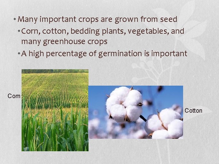  • Many important crops are grown from seed • Corn, cotton, bedding plants,