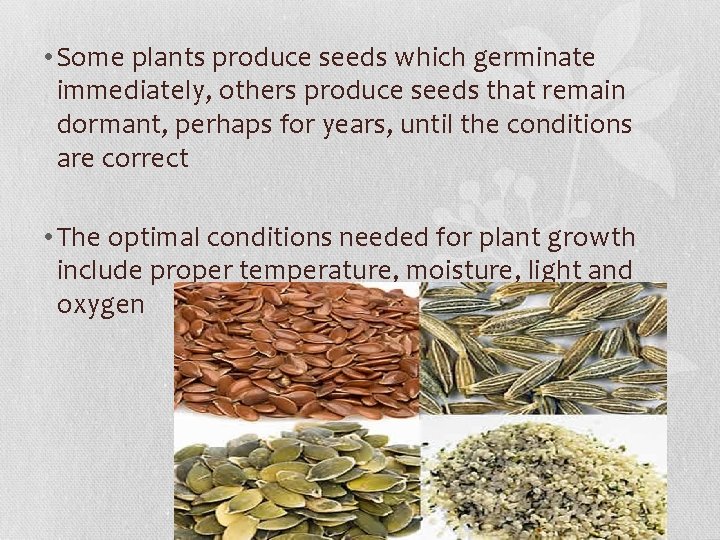  • Some plants produce seeds which germinate immediately, others produce seeds that remain