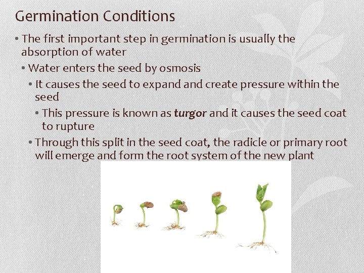 Germination Conditions • The first important step in germination is usually the absorption of