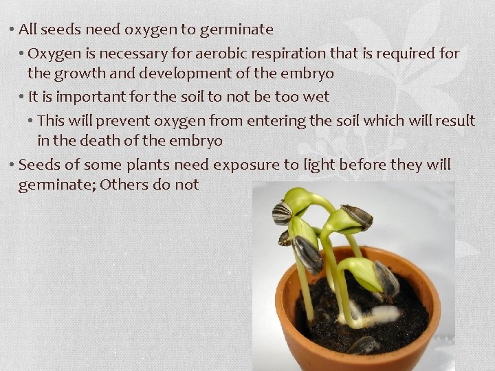  • All seeds need oxygen to germinate • Oxygen is necessary for aerobic