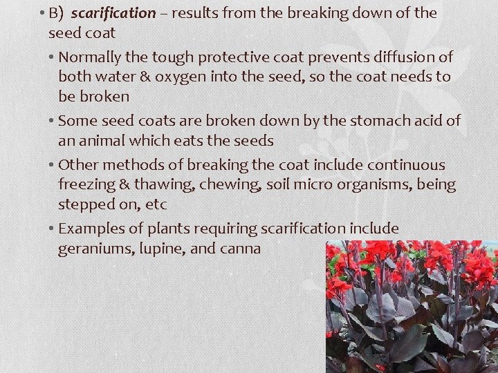  • B) scarification – results from the breaking down of the seed coat