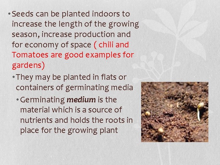  • Seeds can be planted indoors to increase the length of the growing