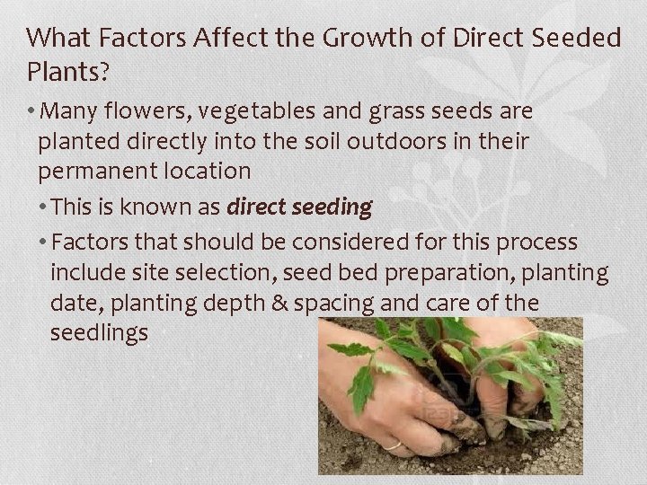 What Factors Affect the Growth of Direct Seeded Plants? • Many flowers, vegetables and