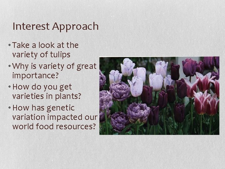 Interest Approach • Take a look at the variety of tulips • Why is