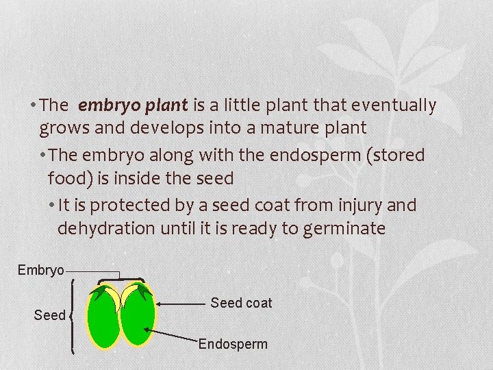  • The embryo plant is a little plant that eventually grows and develops