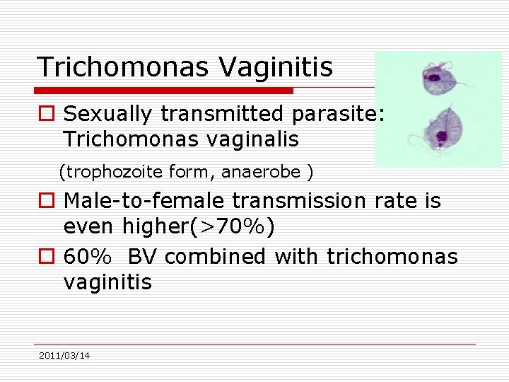 Trichomonas Vaginitis o Sexually transmitted parasite: Trichomonas vaginalis (trophozoite form, anaerobe ) o Male-to-female