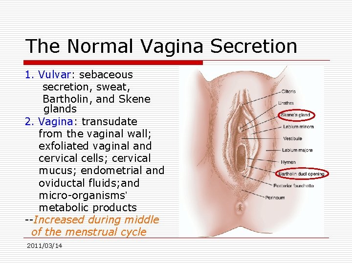 The Normal Vagina Secretion 1. Vulvar: sebaceous secretion, sweat, Bartholin, and Skene glands 2.
