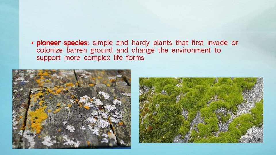 • pioneer species: simple and hardy plants that first invade or colonize barren • pioneer species: simple and hardy plants that first invade or colonize barren