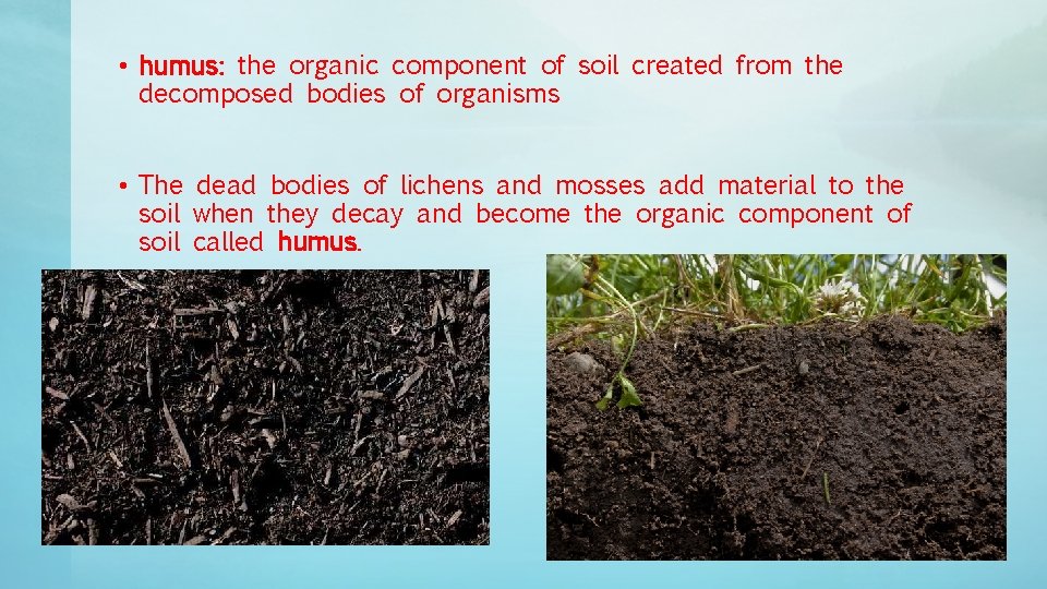 • humus: the organic component of soil created from the decomposed bodies of • humus: the organic component of soil created from the decomposed bodies of