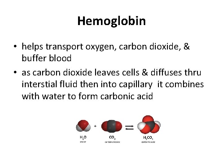 Hemoglobin • helps transport oxygen, carbon dioxide, & buffer blood • as carbon dioxide