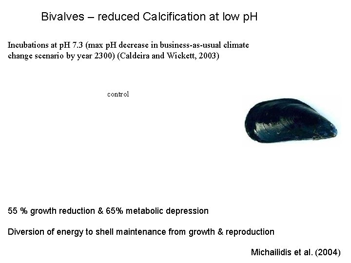 Bivalves – reduced Calcification at low p. H Incubations at p. H 7. 3