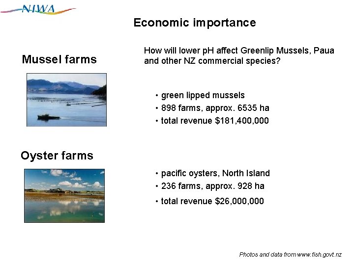 Economic importance Mussel farms How will lower p. H affect Greenlip Mussels, Paua and