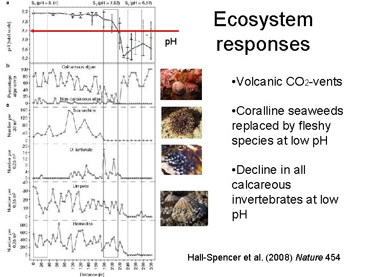 p. H Ecosystem responses • Volcanic CO 2 -vents • Coralline seaweeds replaced by