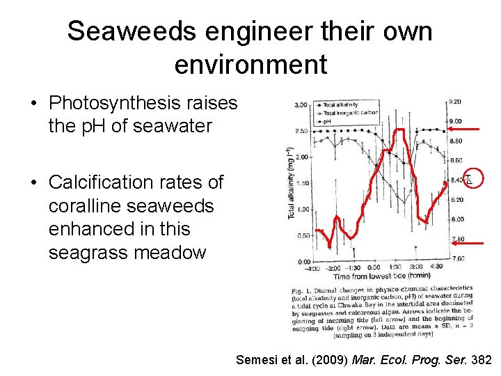 Seaweeds engineer their own environment • Photosynthesis raises the p. H of seawater •